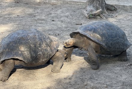 Familienreise Galapagos und Ecuador - Galapagos Family & Teens - Schildkröten beobachten