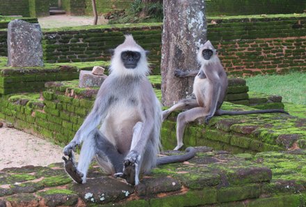 Sri Lanka Sommerurlaub mit Kindern - Affe sitzt auf Steinen