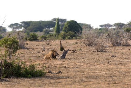 Kenia Familienreise - Kenia for family - Löwe im Tsavo Ost Nationalpark
