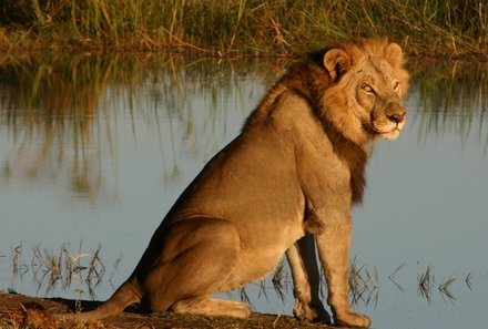 Botswana Familienreise - Botswana for family individuell - Nahaufnahme Löwe Okavango Delta