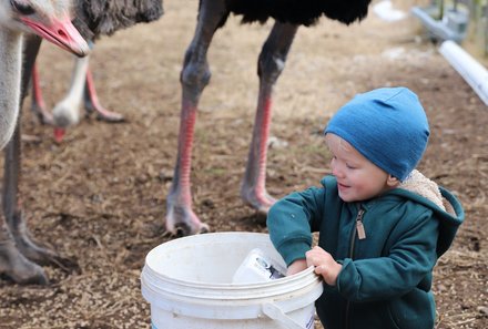 Südafrika Garden Route mit Kindern - Oudtshoorn - Strauße füttern