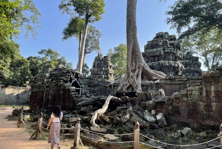 Vietnam & Kambodscha Familienreisen - Tomb Raider Tempel - Baum in Tempel