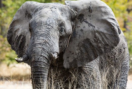 Namibia mit Kindern - Tiere im Etosha Nationalpark - Elefant aus der Nähe