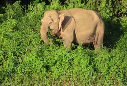 Familienurlaub Malaysia & Borneo - Malaysia & Borneo for family individuell - Flusssafari - Borneo-Zwergelefant im Grünen