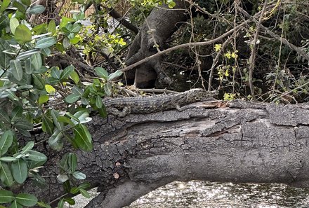 Botswana mit Kindern - Botswana Fly-In-Safari individuell - Krokodil bei der Flusssafari 