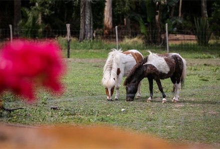 Garden Route mit Kindern Familiensafari - Pferde Südafrika