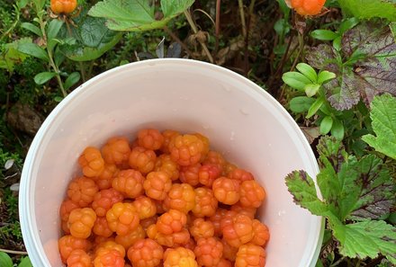 Schweden for family - Schweden Sommer - Beeren sammeln