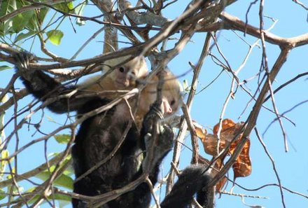 Familienreise Costa Rica - Costa Rica Family & Teens - Affen beobachten