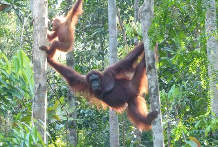 Familienreise Malaysia und Borneo - Malaysia mit Kindern - Orang Utan mit Baby