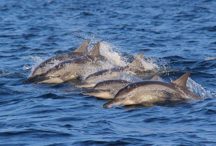 Costa Rica Familienreise - Costa Rica for Family individuell - Delfine im Wasser