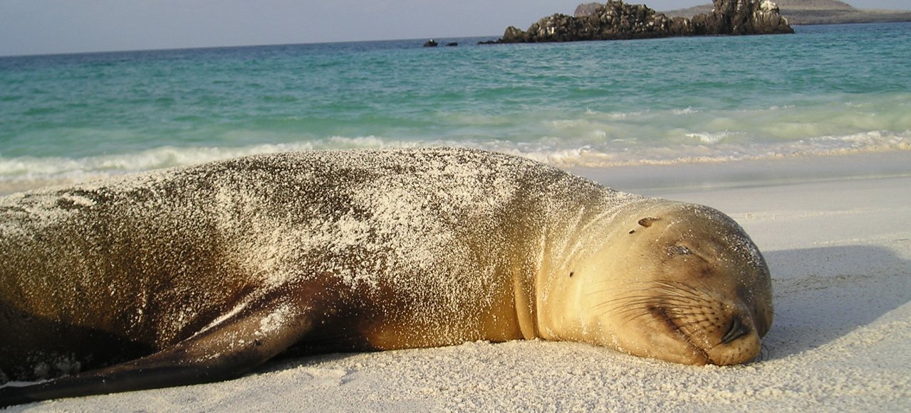 Vorstellung der Bestseller-Familienreisen - Galapagos mit Kindern - Schlafende Robbe