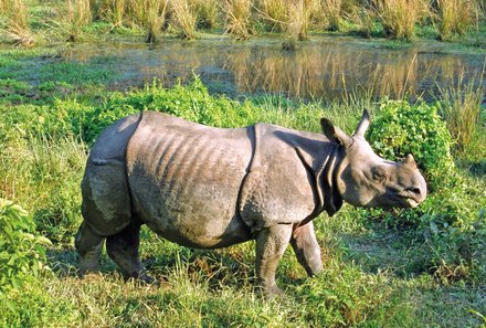 Nepal Familienreisen - Nepal for family - Nashorn Chitwan Nationalpark