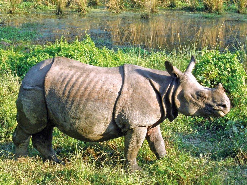 Nepal mit Kindern - Familienreise durch Nepal - Nashörner auf der Safari