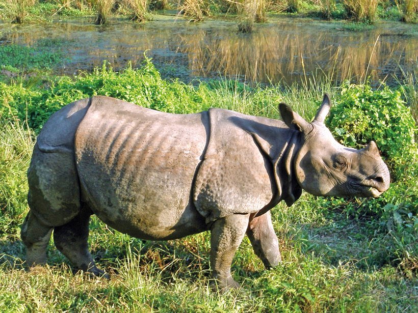 Nepal Familienreise - Nashörner auf der Safari mit Kindern