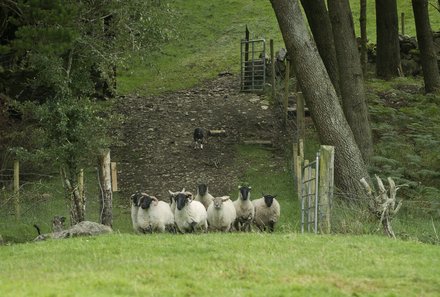 Irland Familienreise - Irland for family - Glengowla Minen - Gruppe Schafe