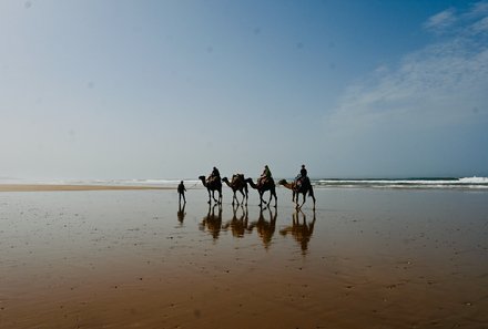 Familienurlaub Marokko - Marokko for family summer - Dromedare am Strand von Marokko