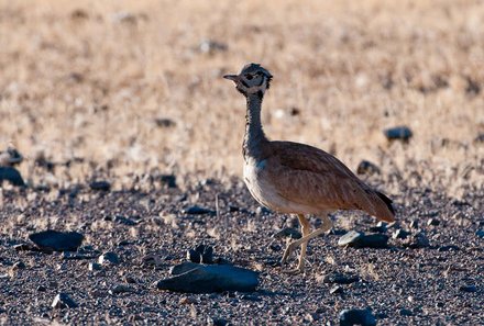 Namibia Deluxe Familienreise individuell - Sossusvlei - Vogel in der Wüste