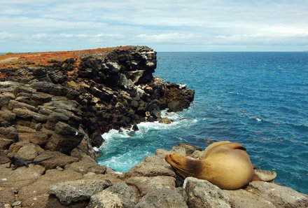 Galapagos Familienreise - Galapagos for family individuell - Insel Plaza Sur mit Seelöwe