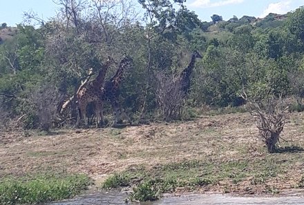 Uganda Individualreise - Uganda for family individuell - Tiersafari im Murchison Falls Nationalpark - Giraffen