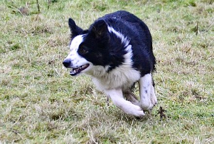 Schottland Familienreise - Schottland mit Kindern - Hütehund