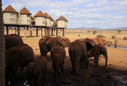Kenia Familienreise - Kenia for family - Salt Lick Safari Lodge - Elefanten