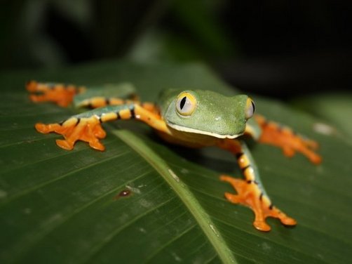 Costa Rica Familienreisen - Costa Rica for family - Frosch auf Blatt