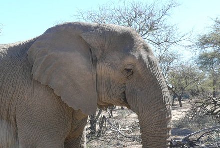 Südafrika Familienreise - Kapstadt for family individuell - Safari Elefant