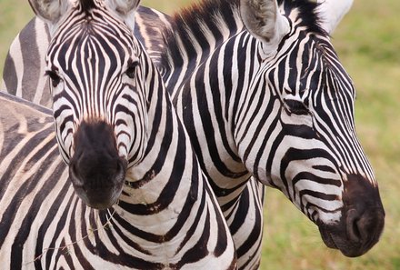 Kenia mit Kindern - Kenia for family - Zebras im Amboseli Nationalpark