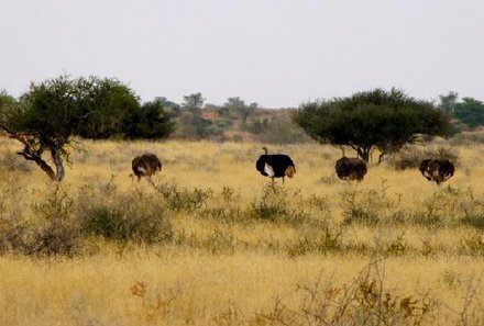 Botswana Familienreise - Botswana for family individuell - Kalahari Strauße