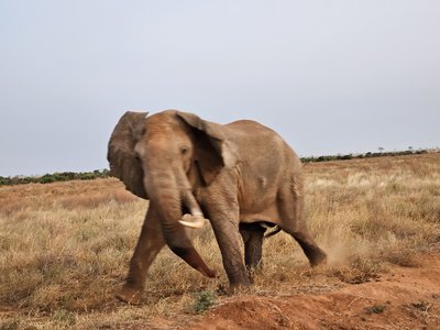 Kenia Familienurlaub - Elefant auf Safari - Bewertung