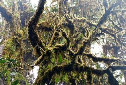 Costa Rica Familienreise - Costa Rica individuell - Monteverde Nebelwald - Äste mit Flechten bedeckt