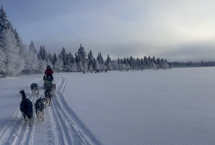 Schweden for family Winter - Hundeschlittentour - Schneelandschaft mit Hunden