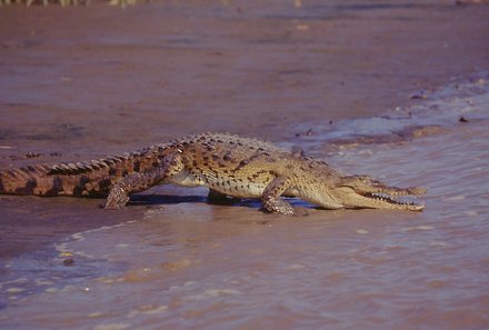 Costa Rica Familienreise - Costa Rica individuell - Krokodil am Ufer