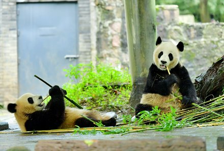China Familienreise - China mit Jugendlichen -  Panda Ausflug