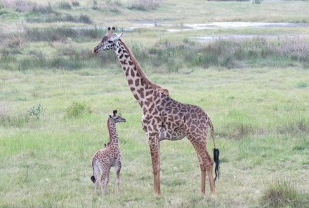 Serengeti mit Kindern individuell - Best of Familiensafari Serengeti - Giraffe
