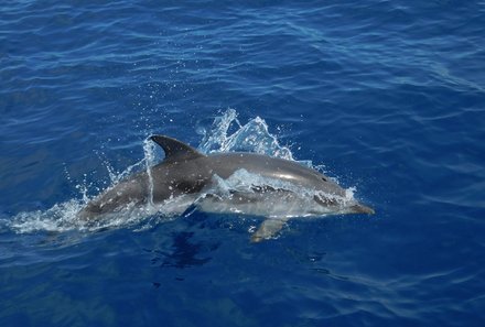 Familienurlaub Südafrika - Südafrika for family individuell - Best of Krüger - Dolphin Coast - Delfin