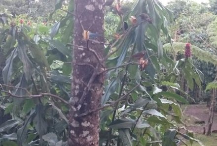 Costa Rica mit Kindern - Vögel