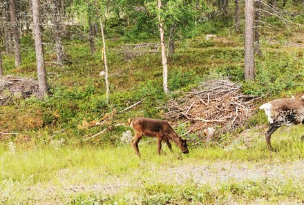 Schweden Familienreise - Schweden for family - Polarkreis - Rentiere
