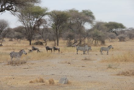 Tansania mit Kindern - Tansania Urlaub mit Kindern - Tansania Safari mit Kindern - Zebras und Gnus