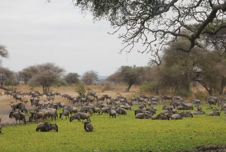 Serengeti mit Kindern individuell - Best of Familiensafari Serengeti - Gnus im Tarangire Nationalpark