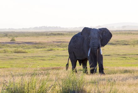 Kenia Familienreise - Kenia for family individuell - Masai Mara & Strand - Elefant