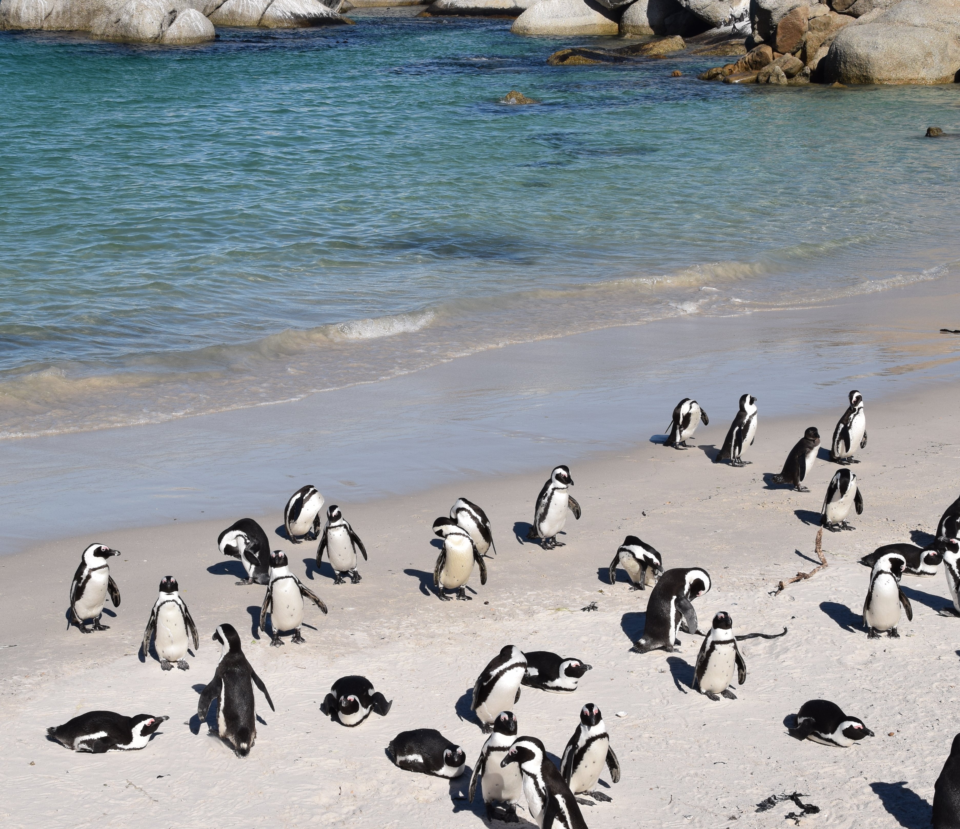 Südafrika mit Kindern  - Pinguine Boulders Beach