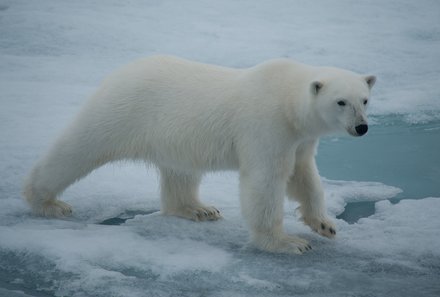 Familienreise Arktis - Arktis Reise mit Jugendlichen - Eisbär auf dem Eis