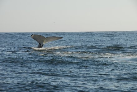 Familienurlaub Garden Route - Garden Route for family - Wal bei Hermanus