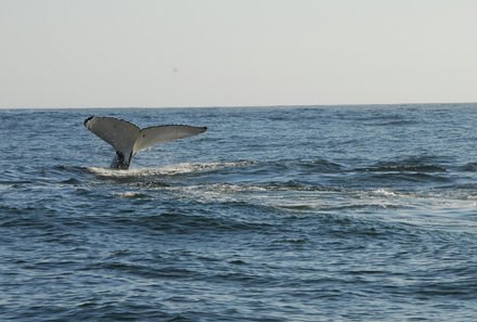 Familienreise Garden Route - Garden Route for family - Wal in Hermanus 