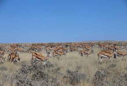 Namibia Familienreise - Etosha Nationalpark Gnus