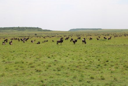 Kenia Familienreise - Kenia for family individuell - Masai Mara & Strand - Masai Mara - Gnus