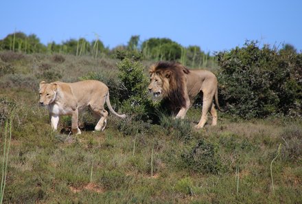 Familienurlaub Garden Route - Garden Route for family - Löwen im Addo Elephant Nationalpark 