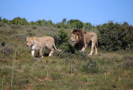 Garden Route mit Kindern - Garden Route for family - Löwen Addo Elephant Park