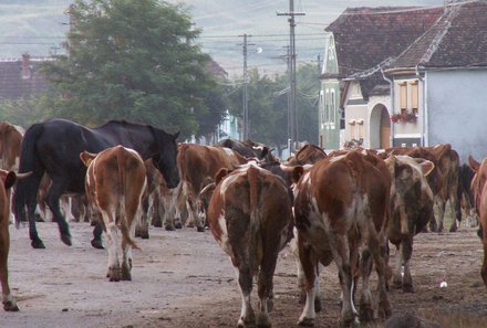 Rumänien mit Kindern - Kühe im Dorf